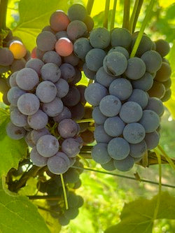 Bluebell Grape