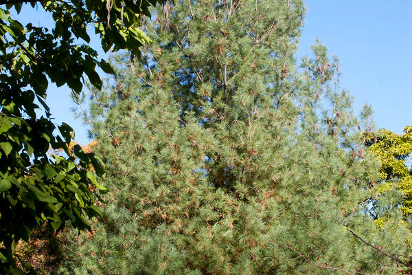 803-1 BR Pine-White (Packed In Units of 25 Seedlings)