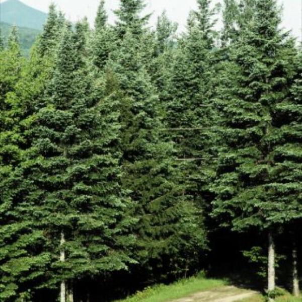 820-1 Balsam Fir Plugs (Packed In Units of 25 Plugs)