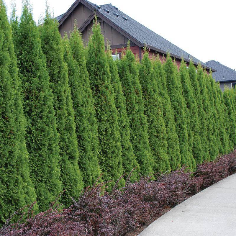 730-25 Arborvitae (Pack of 25)