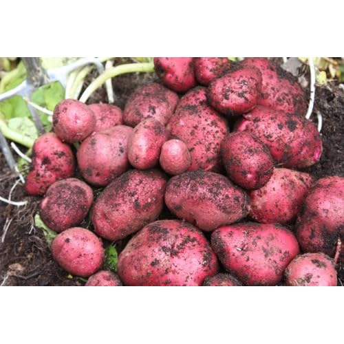 688 Red Pontiac Seed Potato