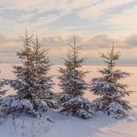 810-1 White Spruce Plugs (Packed In Units of 25 Plugs)