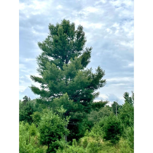 802-1 White Pine Plugs (Packed In Units of 25 Plugs)