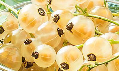 572 Imperial White Currant